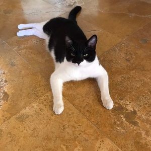 Meet your Posher, Sylvia